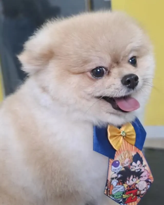 Cristian, lulu da pomerânia de gravata