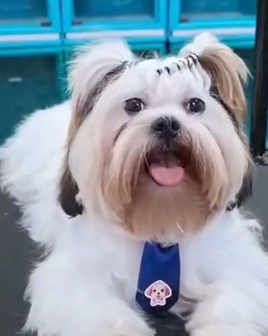 Luck, shih-tzu branco, com a pelagem escovada e gravata azul
