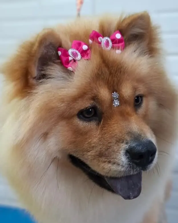 Raika, chow-chow com laços rosa