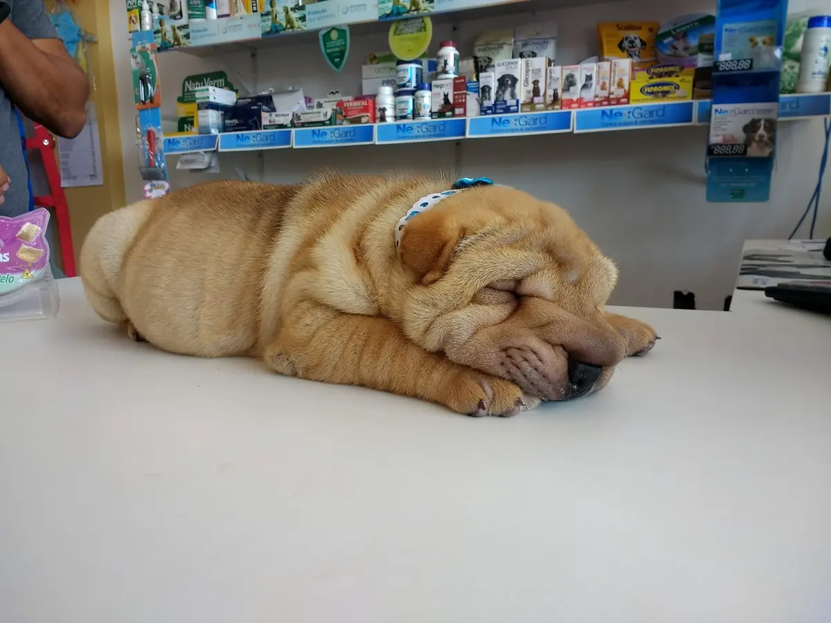 Shar-pei dormindo sobre o balcão da loja