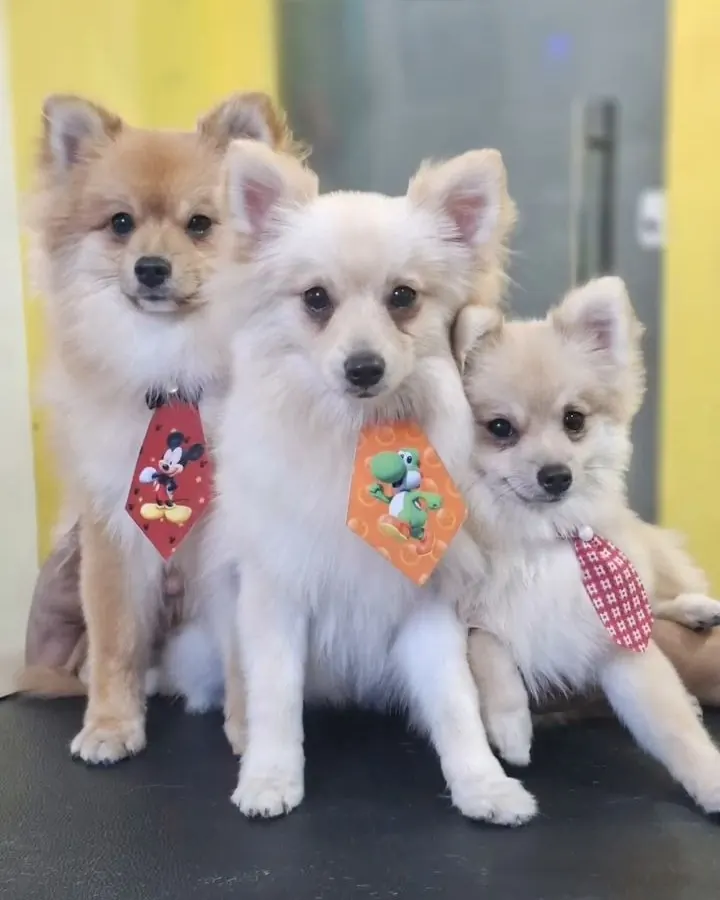 Três spitz alemães de gravatinha depois do banho
